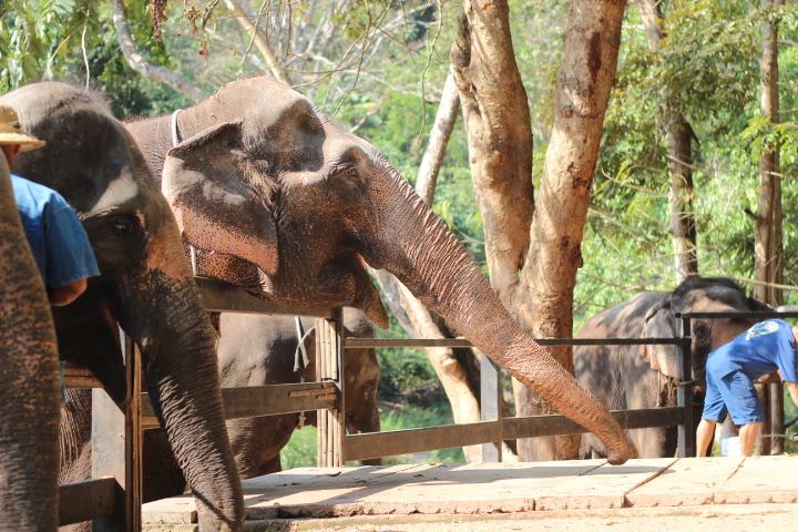 01清邁Maetaeng Elephant Park
