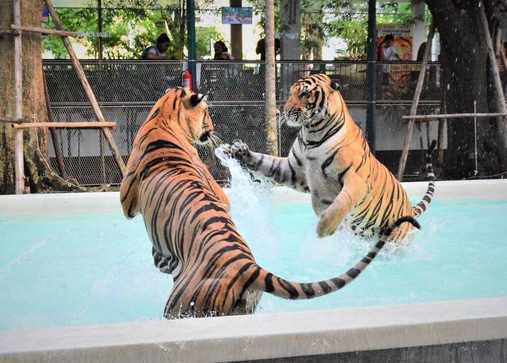 02芭達雅老虎園