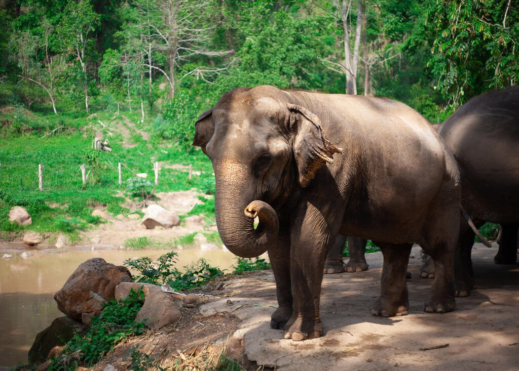 03清邁Maetaeng Elephant Park