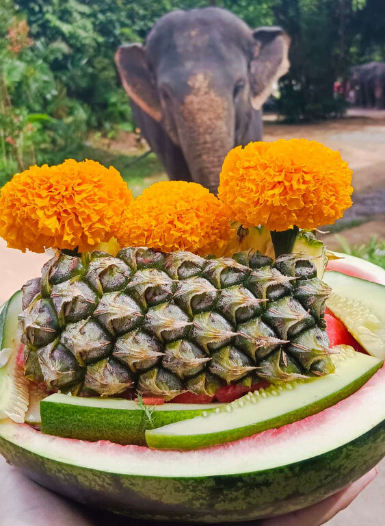 04芭達雅大象友善園區半日體驗