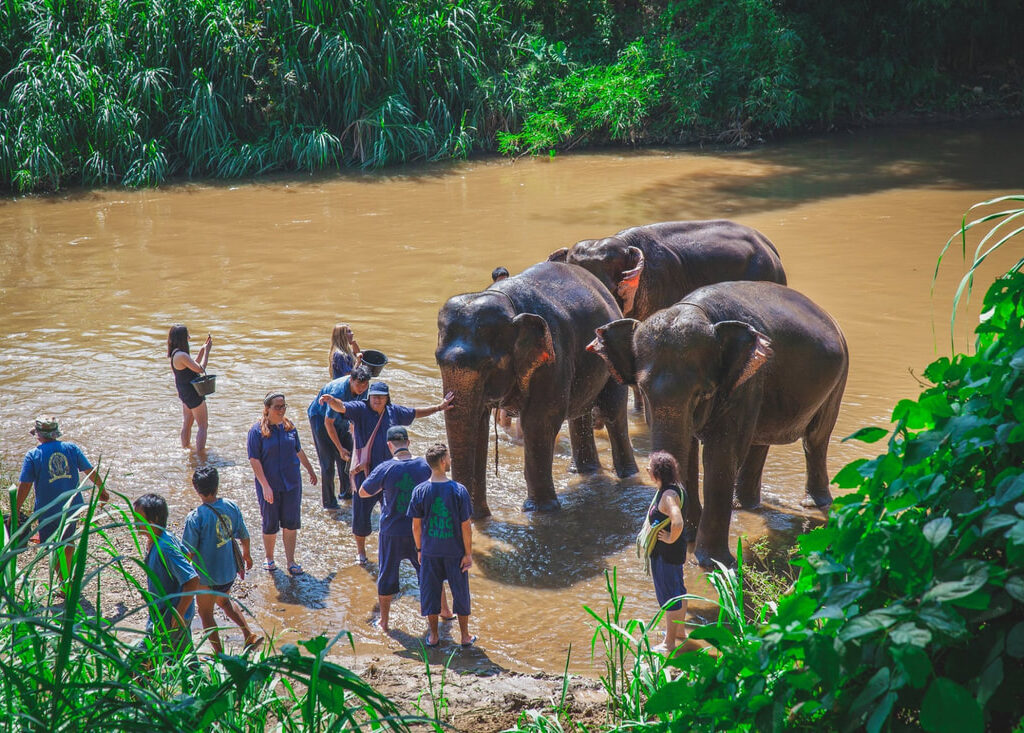 05清邁Maetaeng Elephant Park