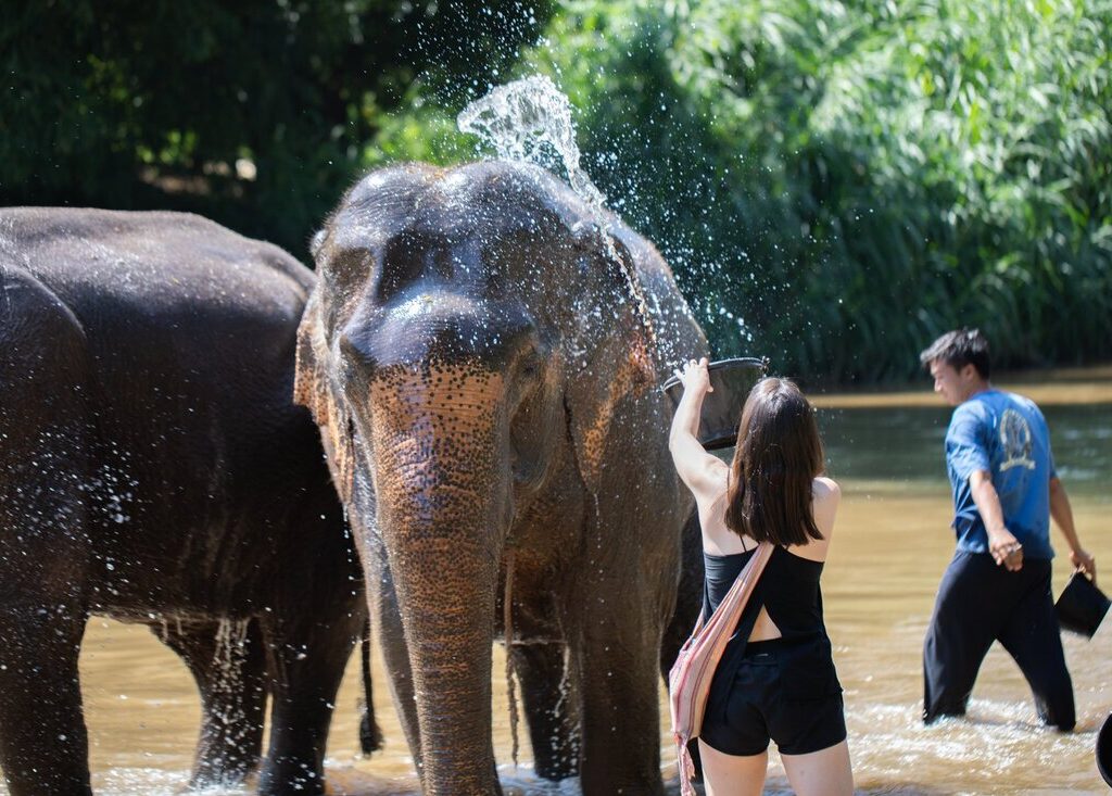 06清邁Maetaeng Elephant Park
