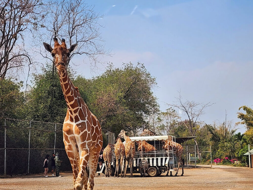 07北碧府動物園