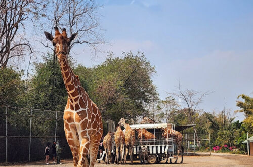 07北碧府動物園