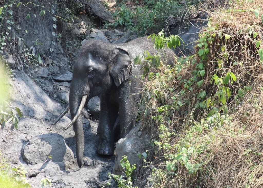 07清邁Maetaeng Elephant Park