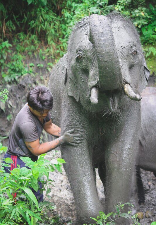 08清邁Maetaeng Elephant Park