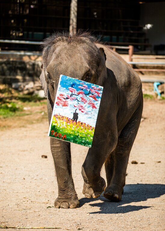 09清邁Maetaeng Elephant Park