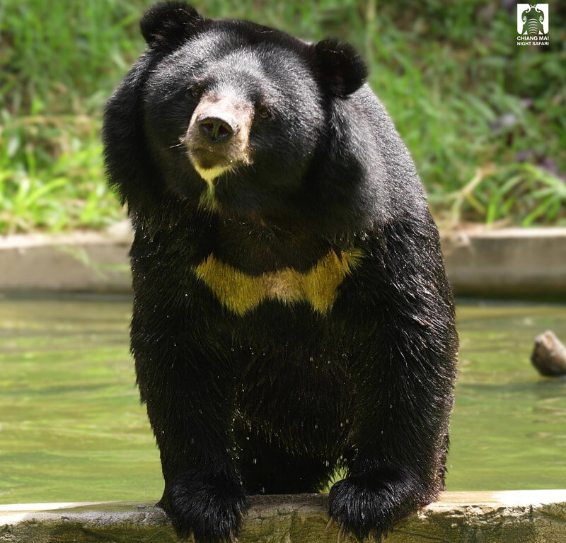 09清邁夜間動物園