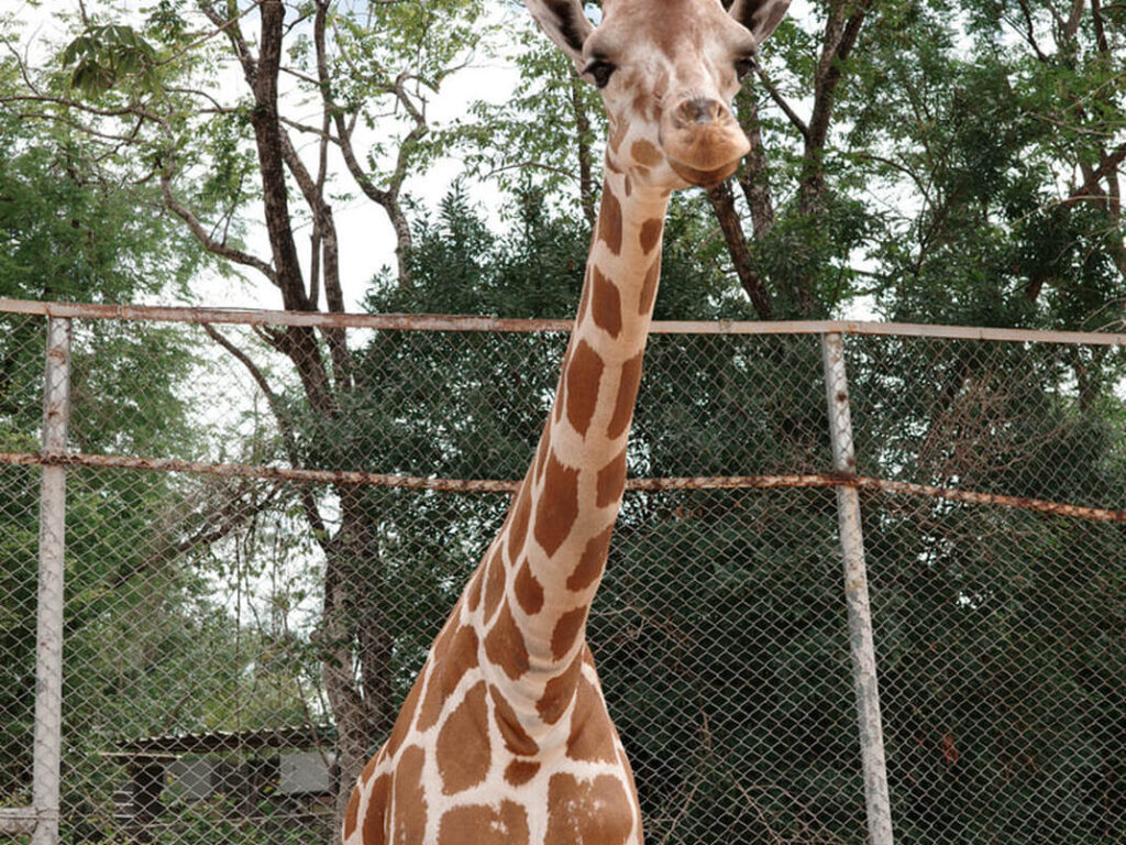 10北碧府動物園