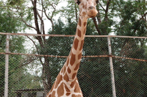 10北碧府動物園
