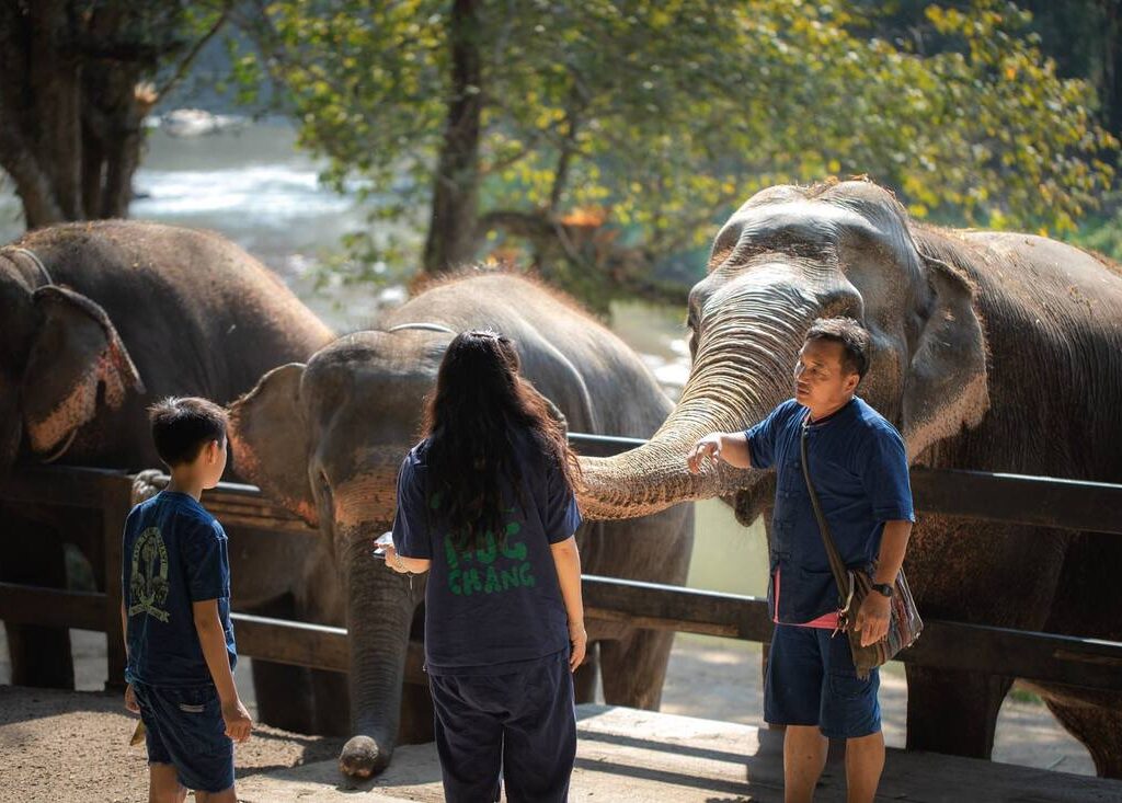 10清邁Maetaeng Elephant Park