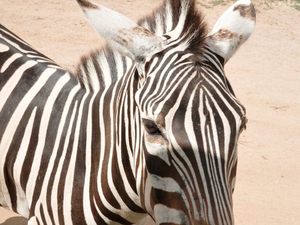 11北碧府動物園