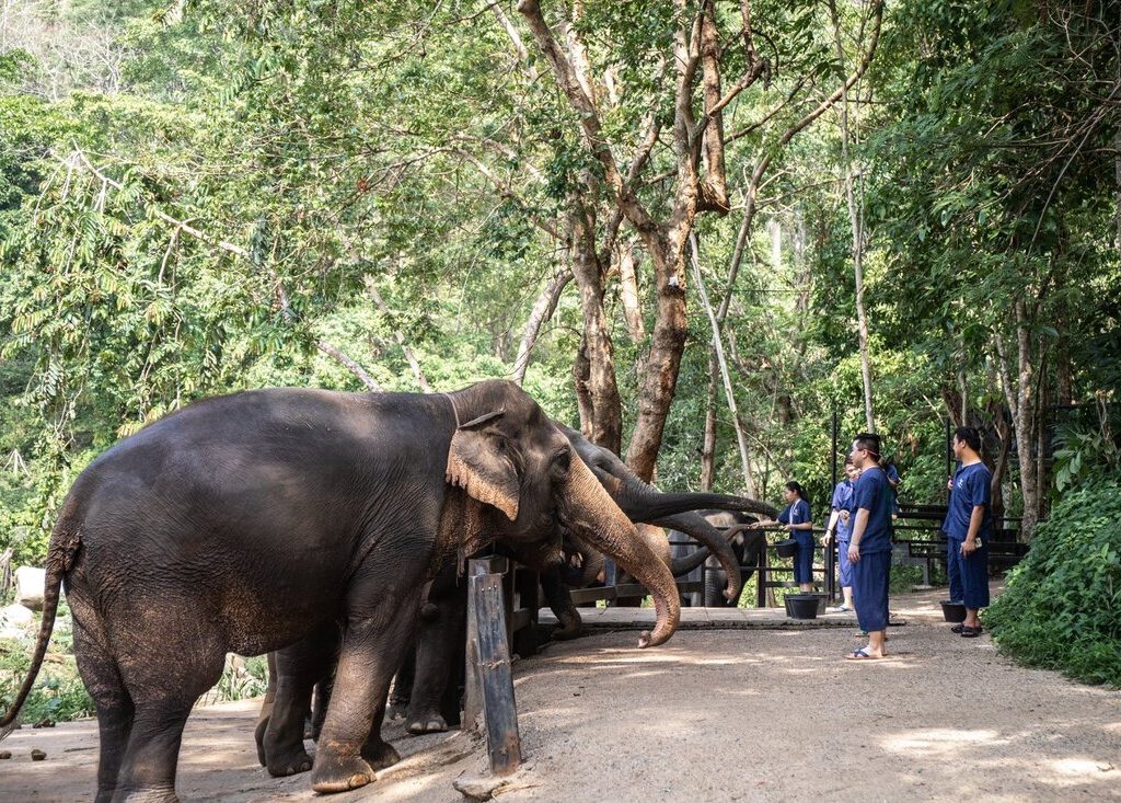 11清邁Maetaeng Elephant Park