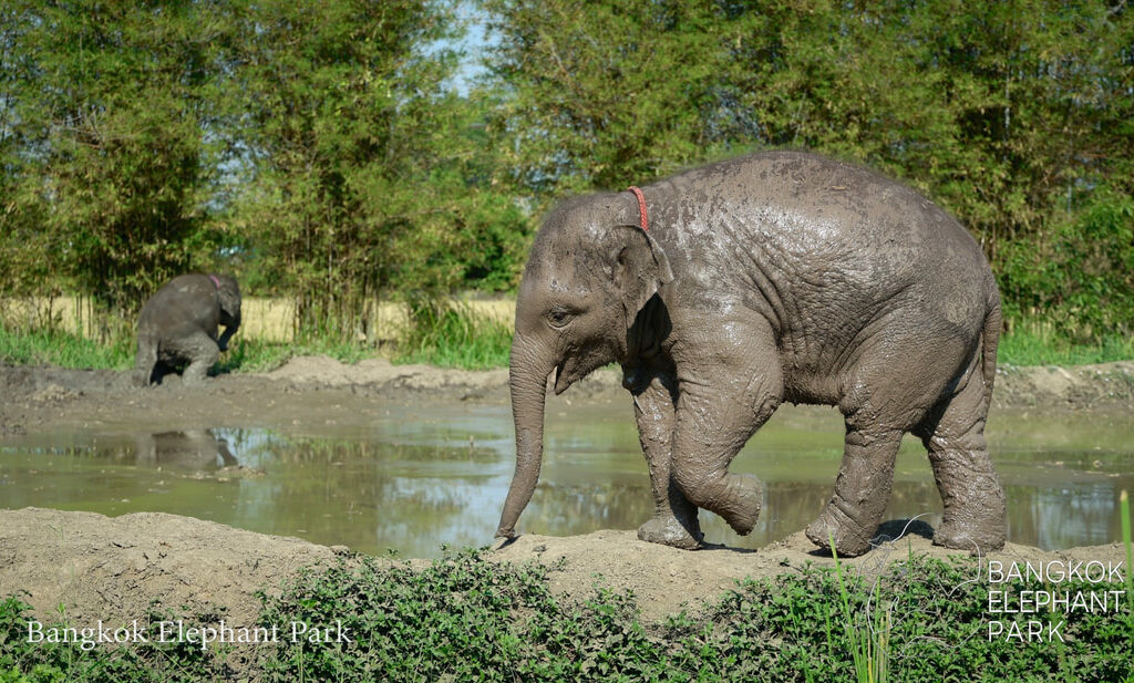 15曼谷大象公園