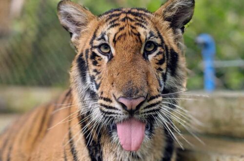16北碧府動物園