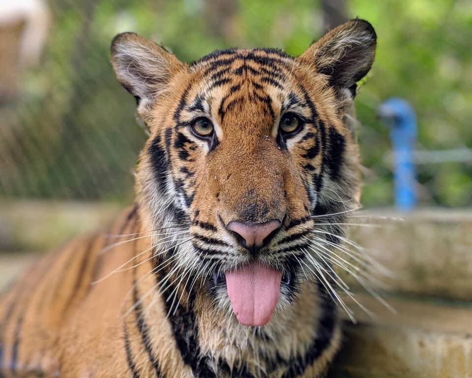 16北碧府動物園