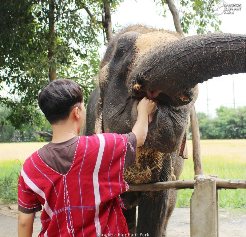16曼谷大象公園