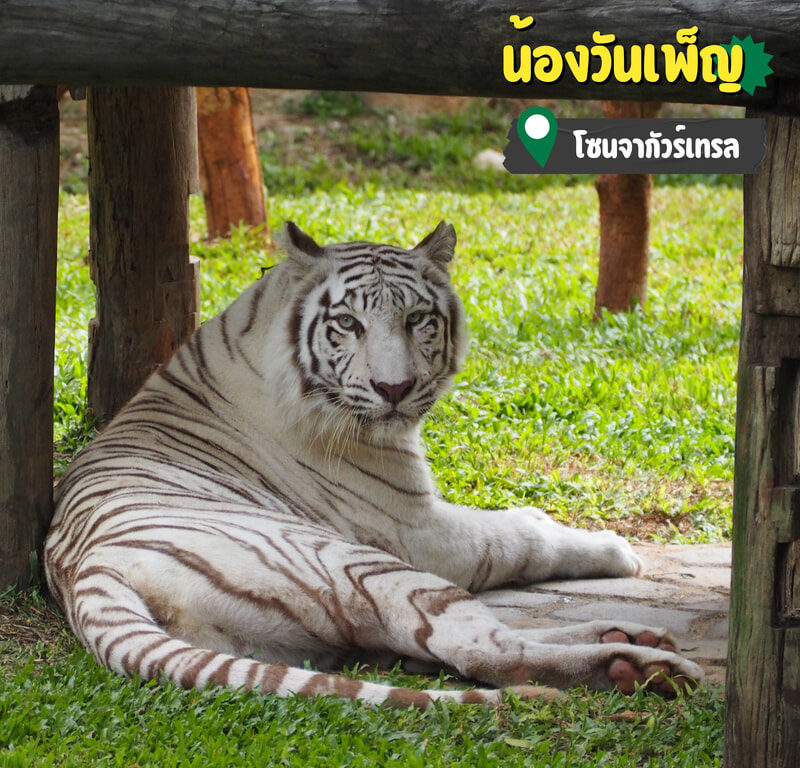 18清邁夜間動物園