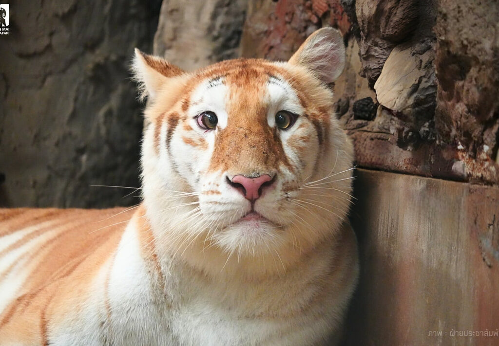 20清邁夜間動物園