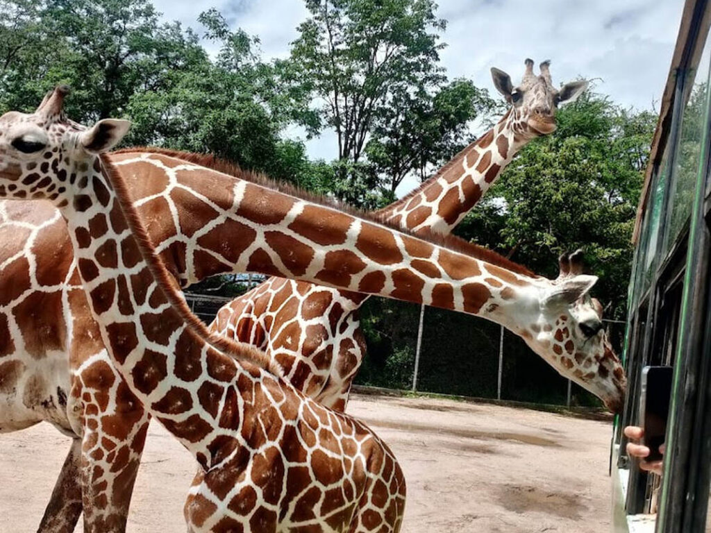 21北碧府動物園