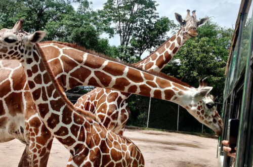 21北碧府動物園