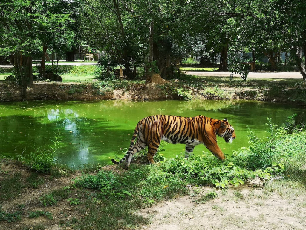 22北碧府動物園