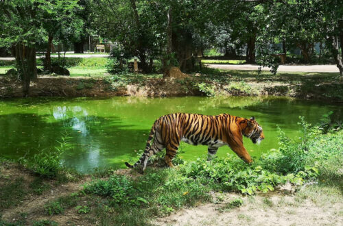 22北碧府動物園
