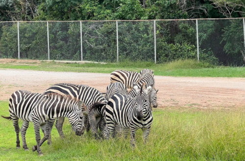 23北碧府動物園