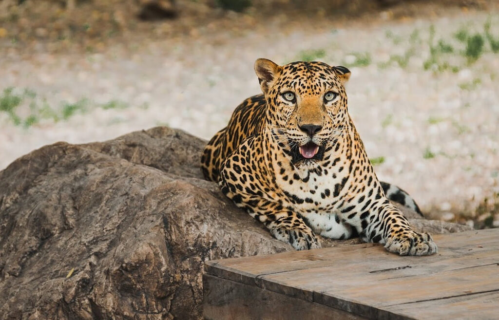 24北碧府動物園