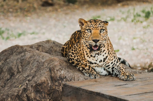 24北碧府動物園