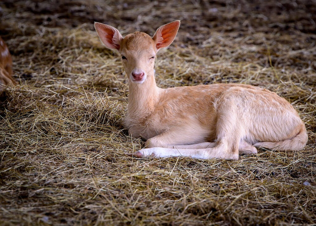 25北碧府動物園