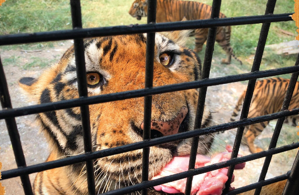 25曼谷賽佛瑞動物園