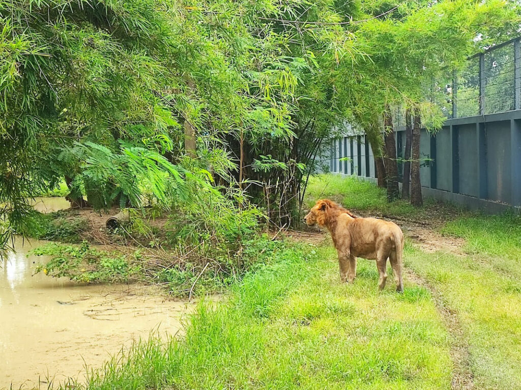 26北碧府動物園
