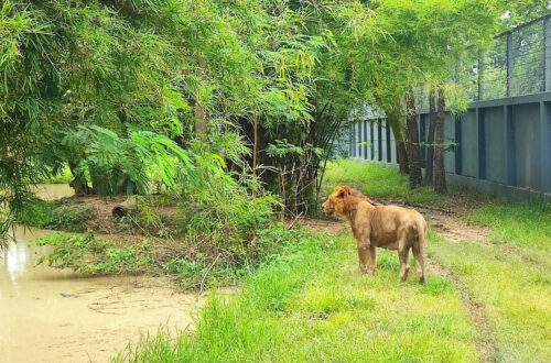 26北碧府動物園