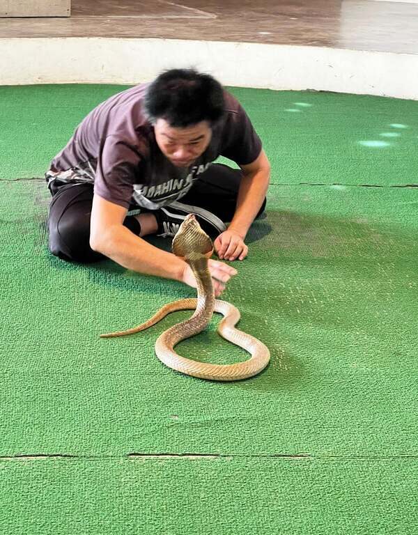 26華欣動物園