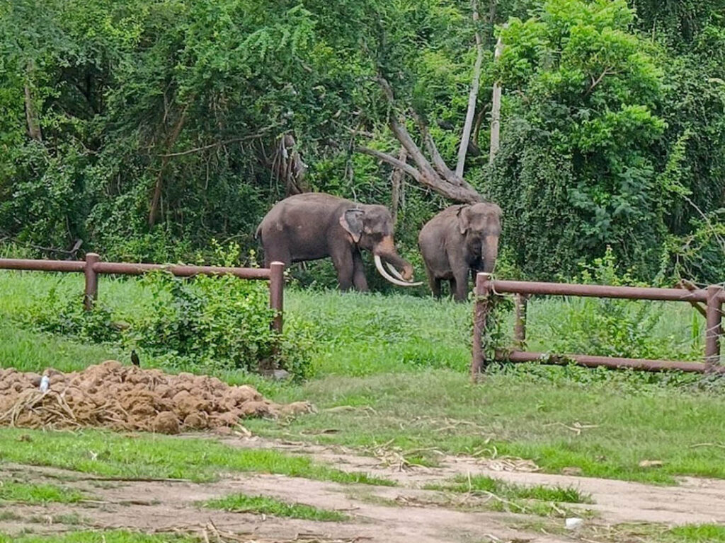 27北碧府動物園