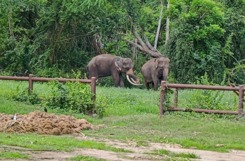 27北碧府動物園