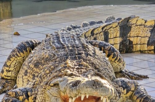 30北碧府動物園