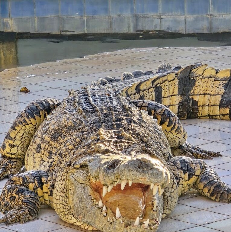 30北碧府動物園