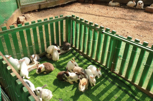 31北碧府動物園