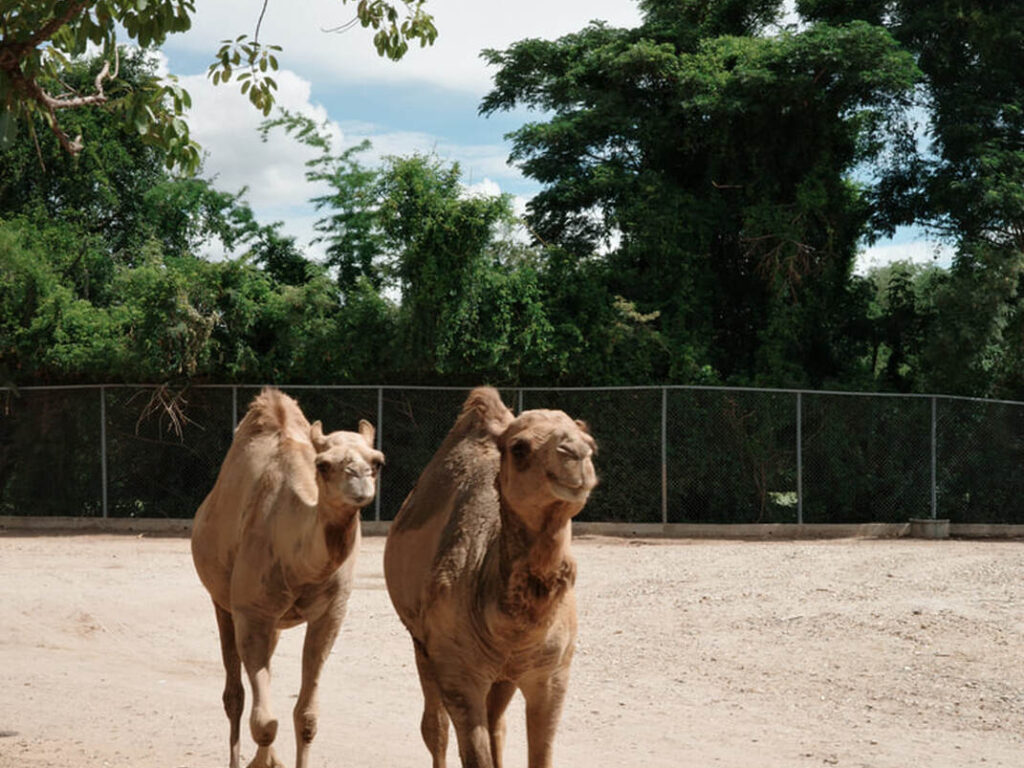 32北碧府動物園
