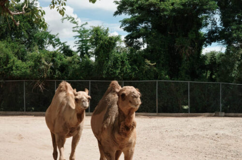 32北碧府動物園