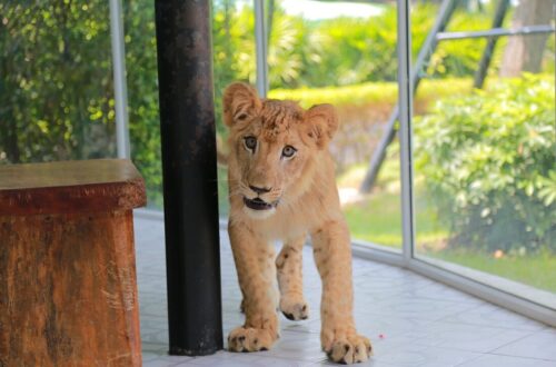 33大城動物園