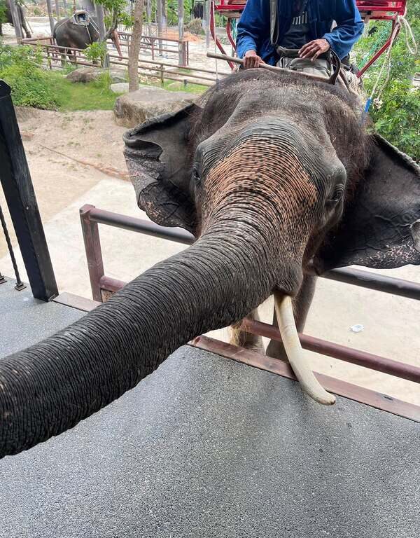 35華欣動物園