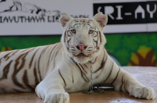 36大城動物園