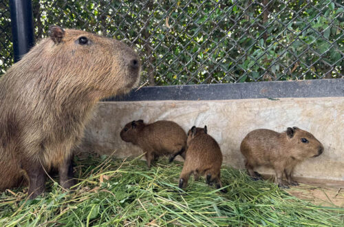 37大城動物園