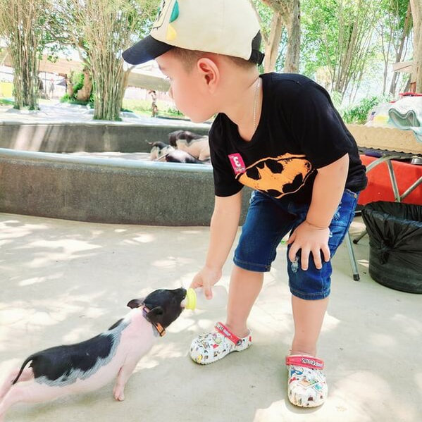 38華欣動物園