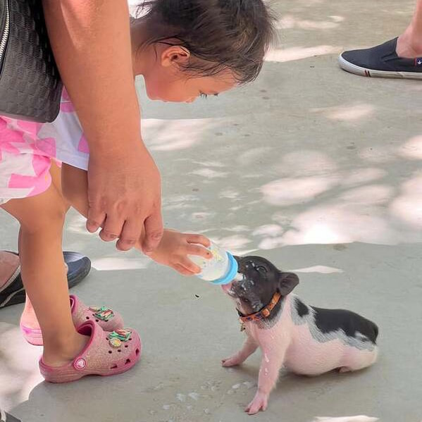 39華欣動物園