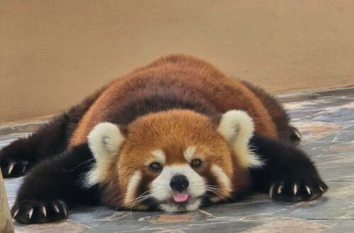 40大城動物園