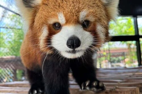41大城動物園